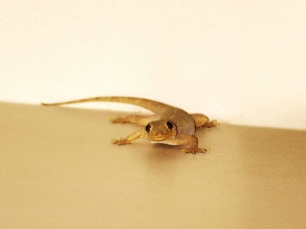 Hp Serv-Lizard Control